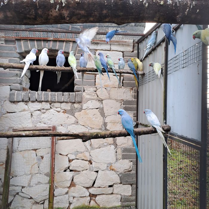 Aleksandretta aleksandretty