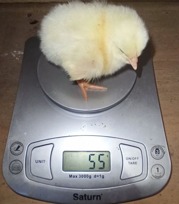 І Курчата бройлера, м'ясо -яєчки, несучка добові підрощені сут