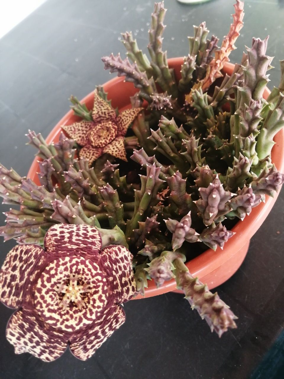 Suculenta, vaso com flores.