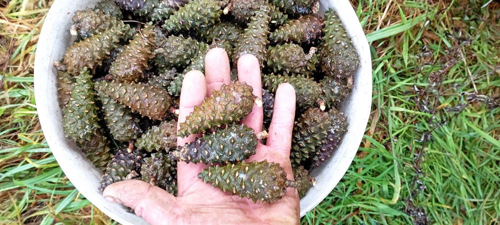 Szyszki Sosny świeże duża ilość