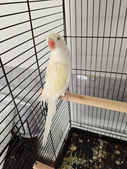 Ringneck criado à mão muito bonito e meigo