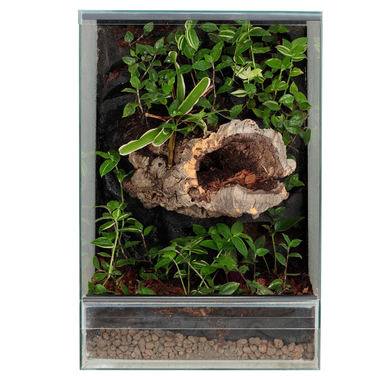 Szklane terrarium gekon orzęsiony