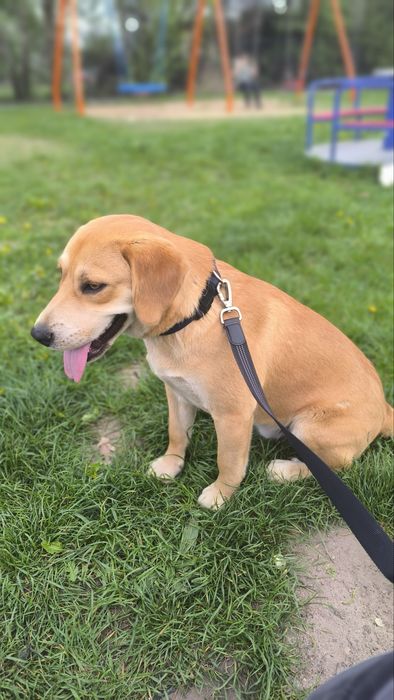 Oddam psa w dobre ręce