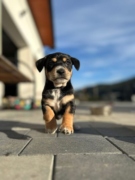 ODDAM PIESKI, Zuma i Kropka