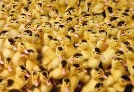 Качки Мулард та ін. Доставка по Україні.