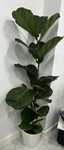 Ficus Lyrata • planta de interior