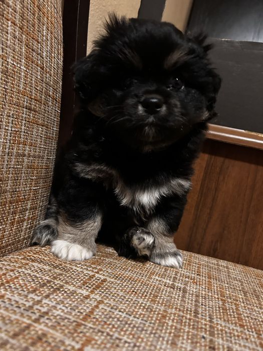 Pieski do oddania w dobre ręce