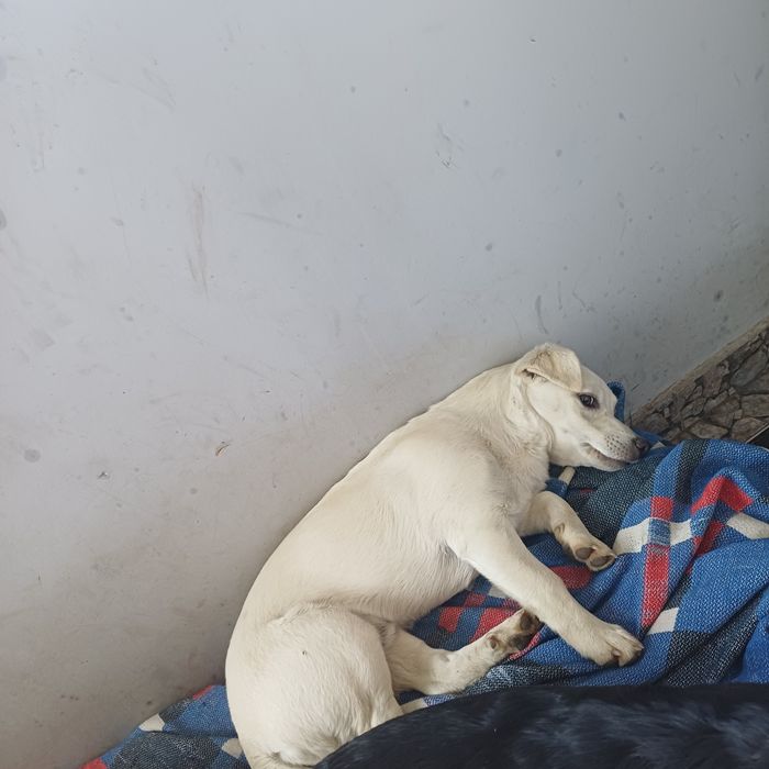 Oddam Ślicznego pieska o imieniu Maciuś