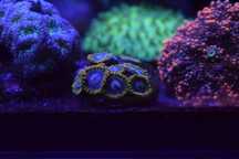 akwarium morskie Zoanthus/Zoa Yoda