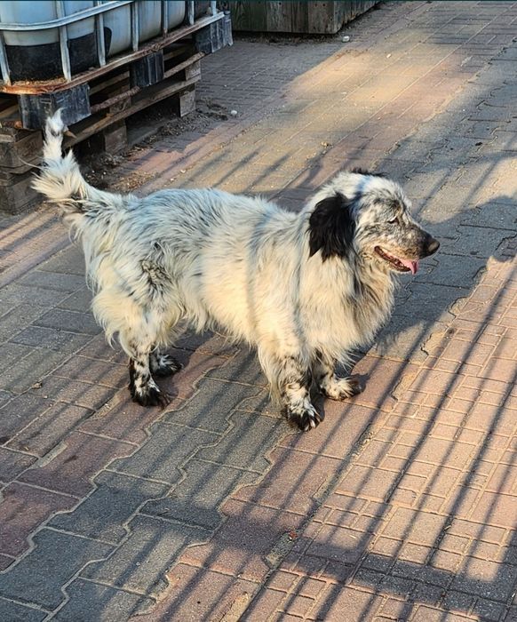 Tobie, Pani się wyprowadziła i Go zostawiłam.