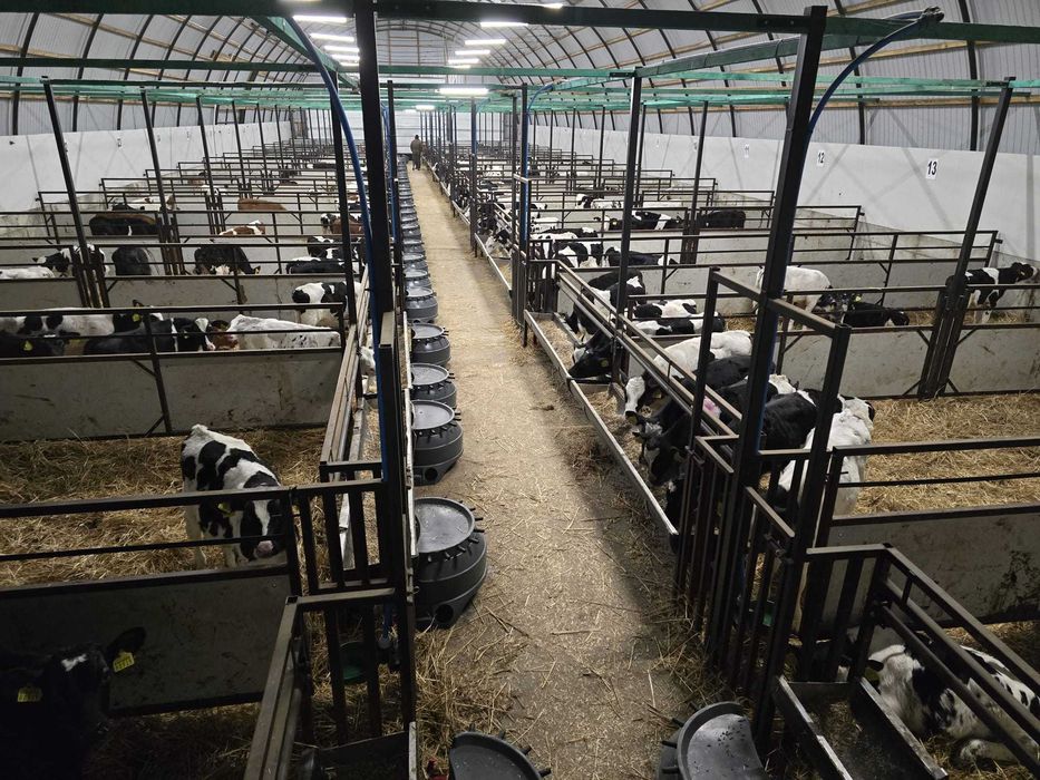 Byczki i jałówki z Polskich Gospodarstw