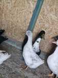 Kaczki Kaczory Pekin, Mulard ,Favotit, Dworka ,Biegus