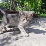 Отдам котёнка в добрые руки