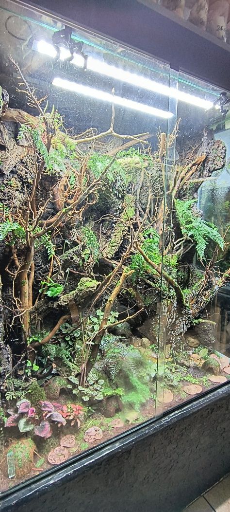 Rośliny do terrarium, akwarium, lasu w słoiku