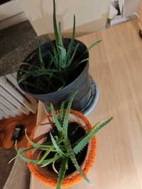 Aloesy sadzonki ukorzenione