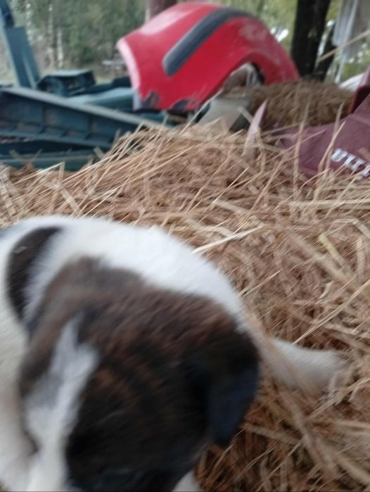 Rafeiros Alentejanos