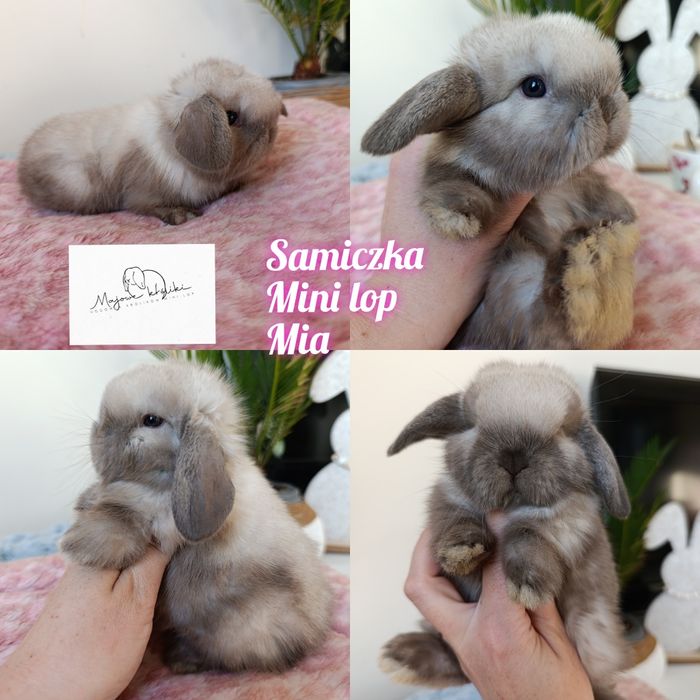 Królik króliczek mini lop hodowla zarejestrowana 910-P