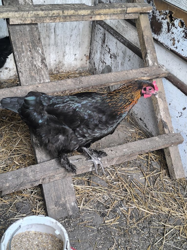Sprzedam kury marans młode