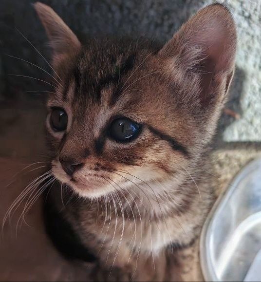Oito gatinhos adoráveis! (machos e fêmeas)