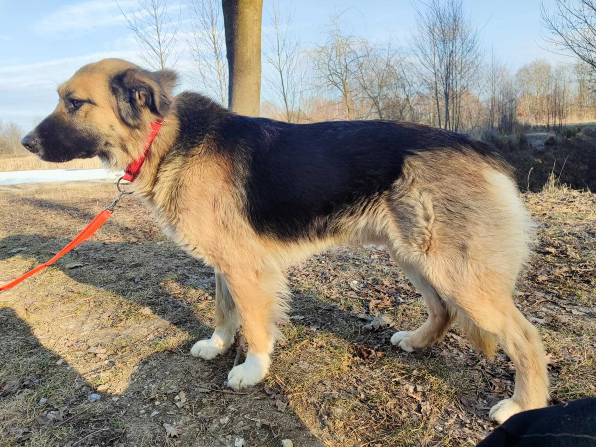 Wojtuś- łagodny i przyjazny psiak na tropie domu