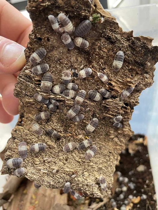 Isopody Cubaris sp panda king