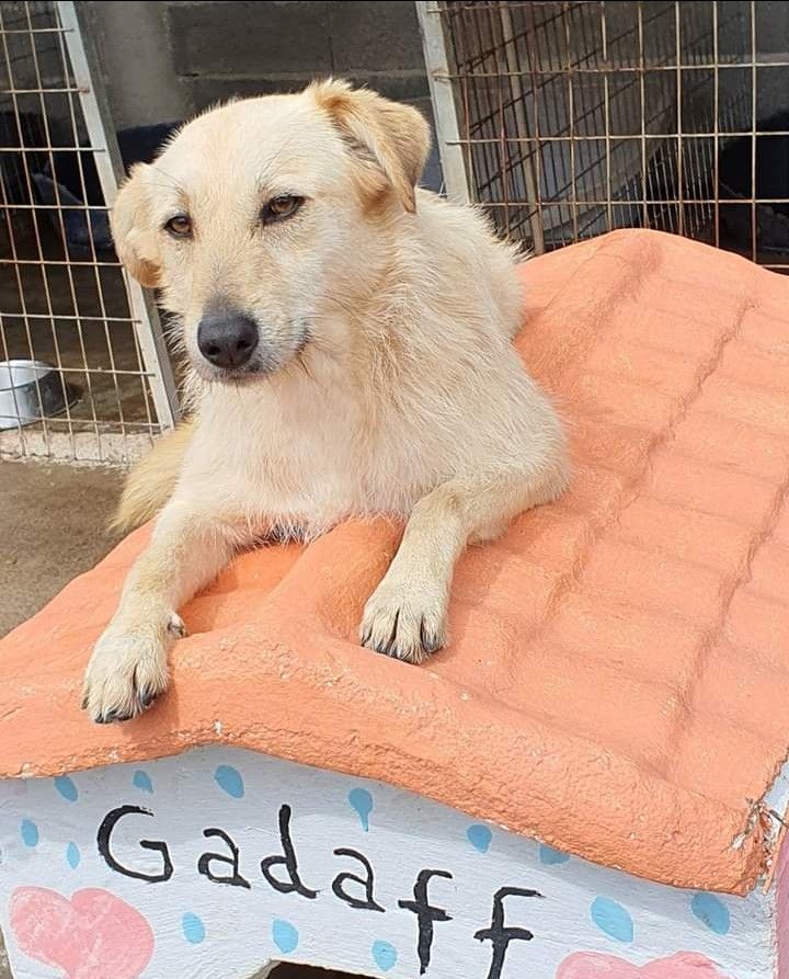 Bonnie- cachorra de porte médio para adoção