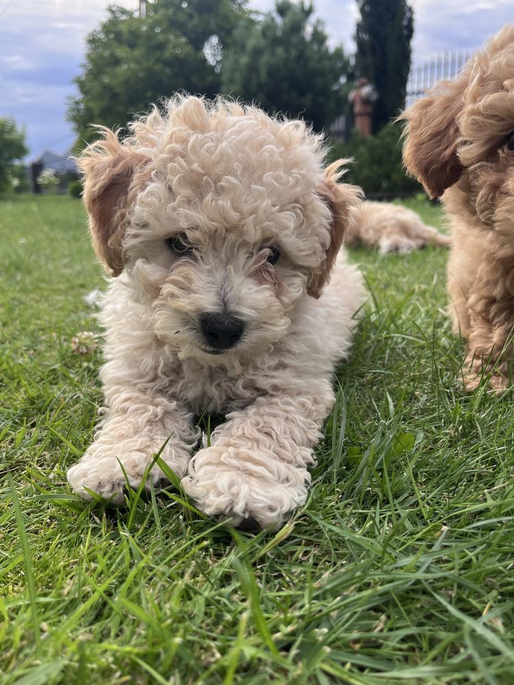 Bichpoo/Poochon/Maltipoo. Pudel/Bichon Frise