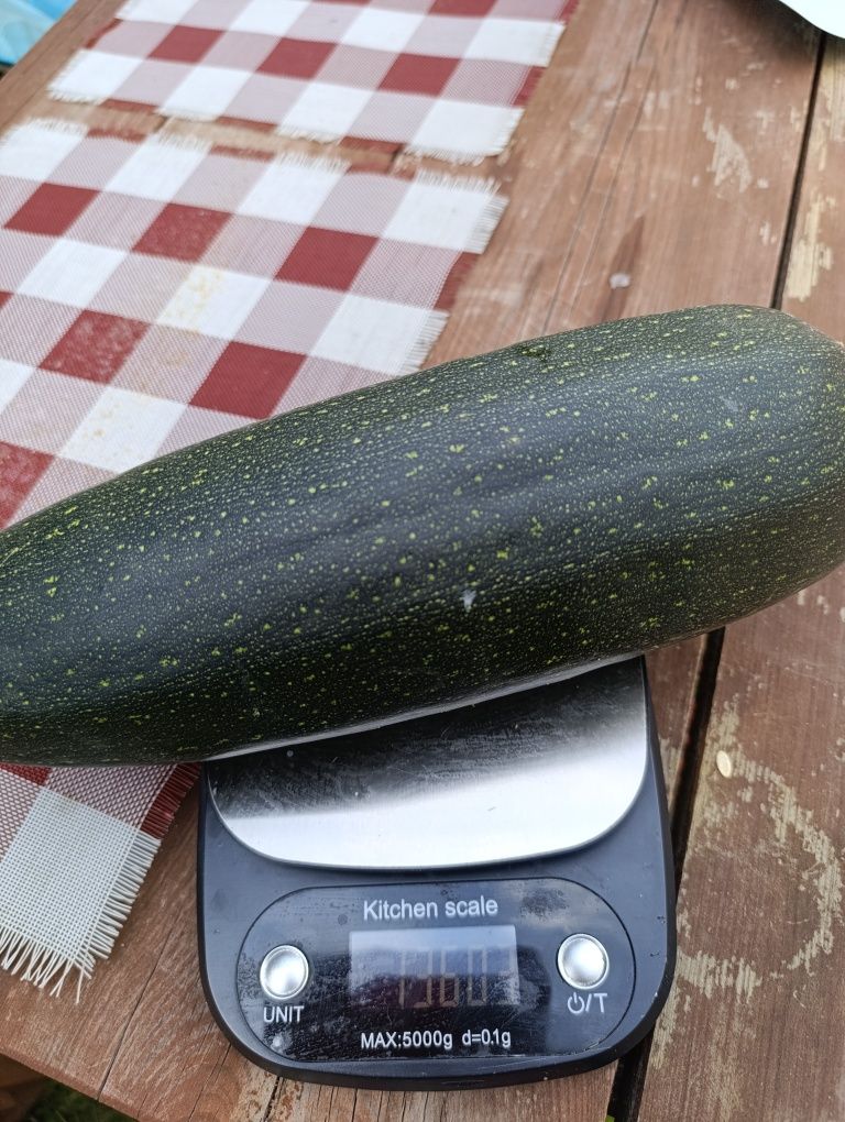 Cukinia ekologiczna
