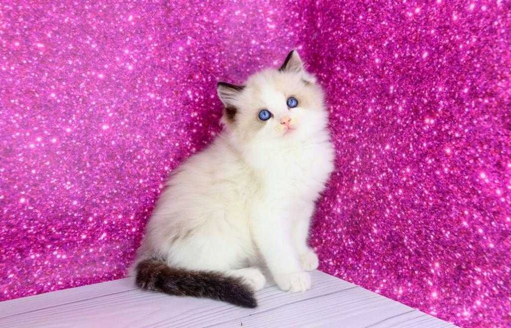 Мальчишка регдолл. Голубоглазый