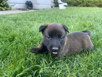 Owczarek Belgijski Malinois wolna suczka z miotu F