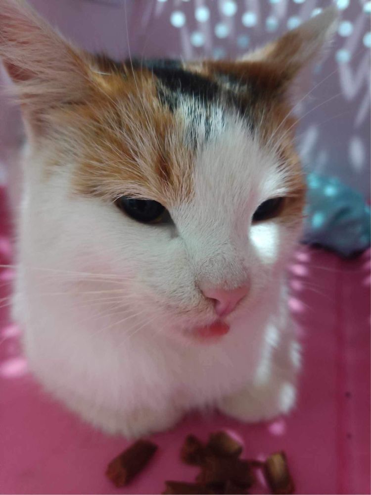 Śliczna trikolorowa kotka do adopcji