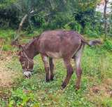 Burro castanho com 7 anos