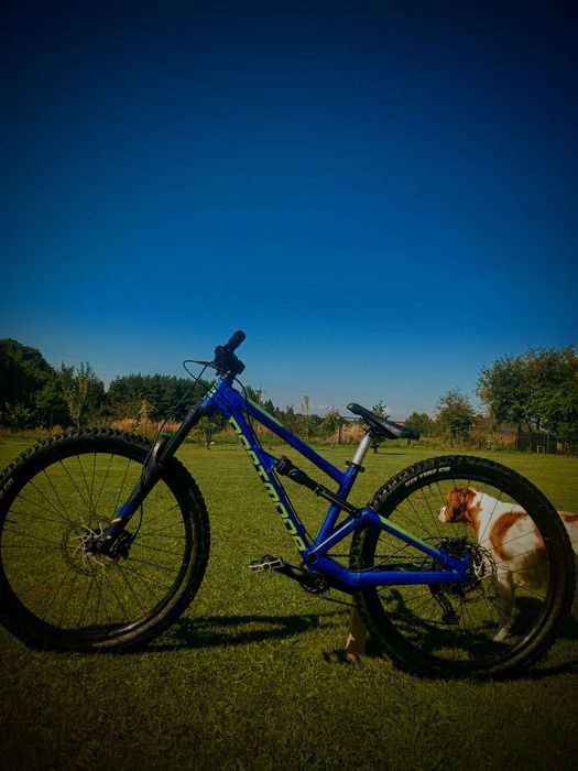 dartmoor blackbird junior