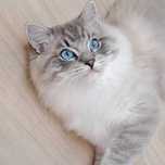 Dwuletni kocurek pohodowlany Bohema Blue Sunset*PL