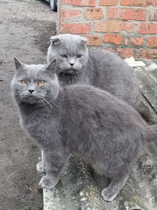 Продам шотландських котів та кішок. Свої.