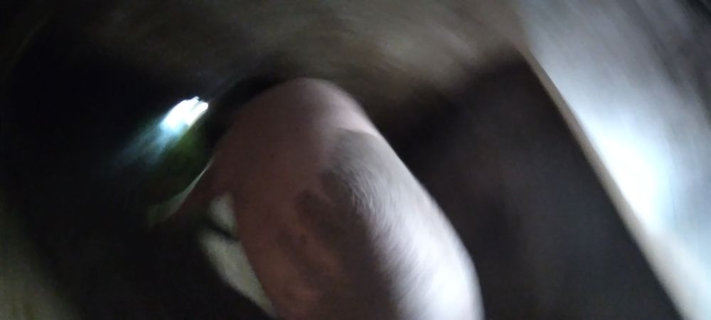 Vendo porca casseira