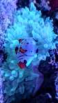 Amphiprion ocellaris Frostbite - para