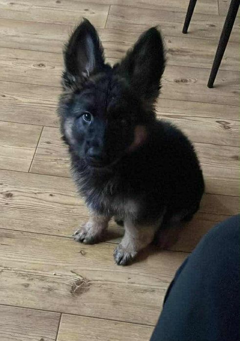 Owczarek niemiecki suka gotowa do odbioru z dokumentami