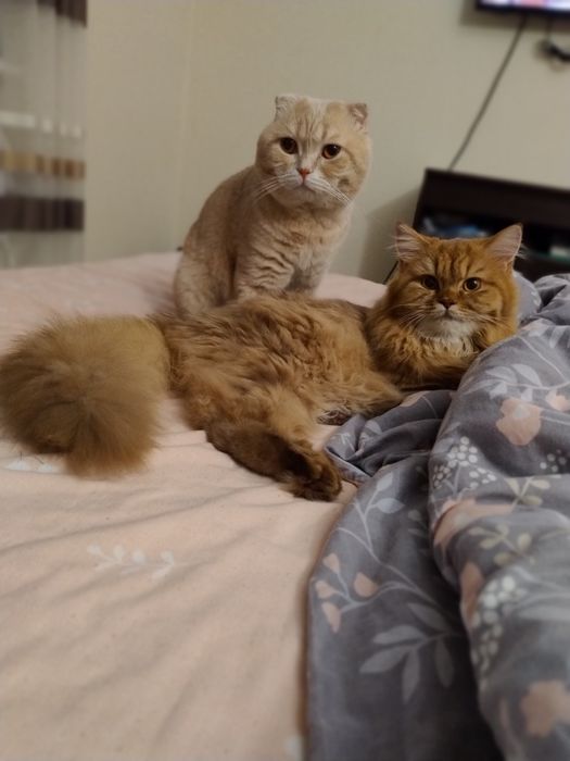 Шотландські кошенята фолд
