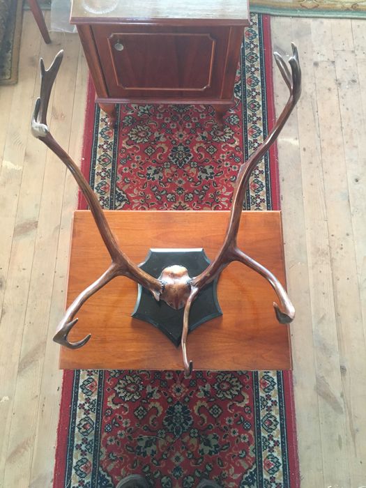 Роги оленя північного