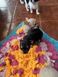 Chihuahua macho beje