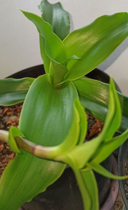 Złoty Wąs, Callisia Fragrans