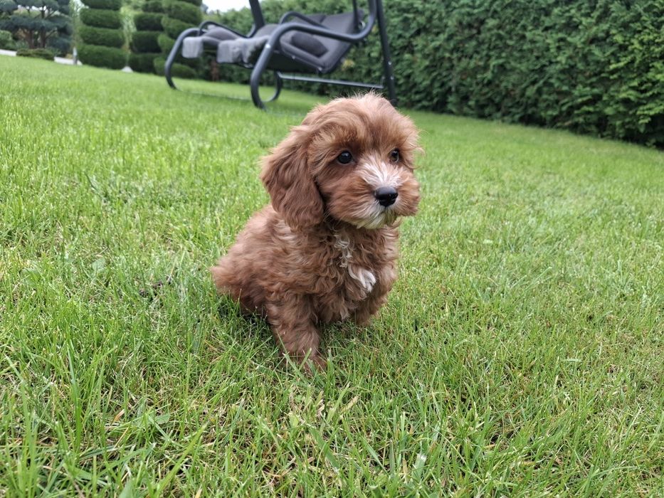cavapoo szczeniak