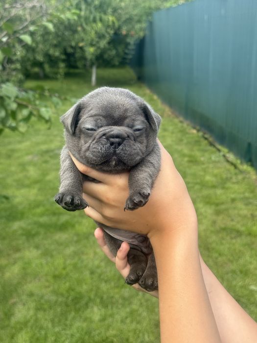 Французський бульдог