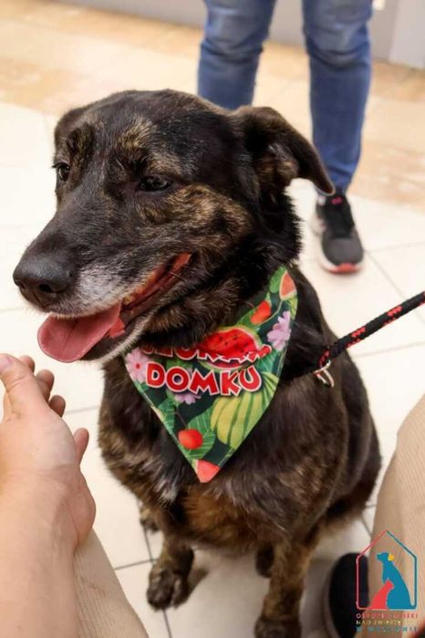 bardzo przyjazna, wspaniała sunia Kila szuka domu!