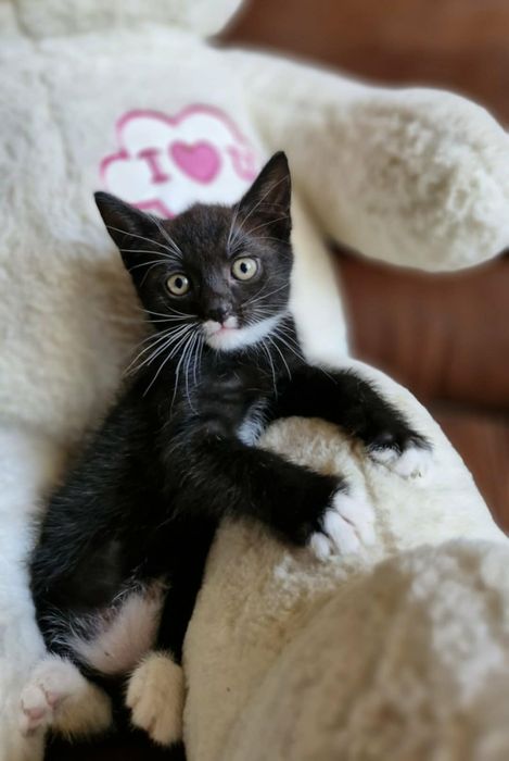 Kociaki do adopcji - razem lub osobno