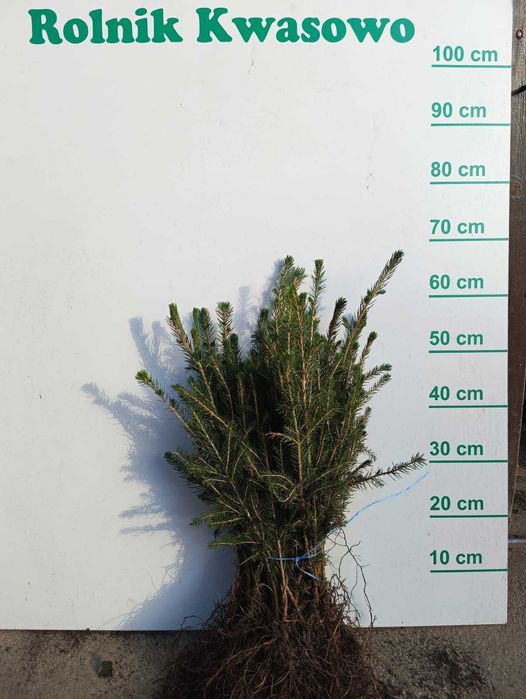 Świerk pospolity 2/1 25 cm - 55 cm