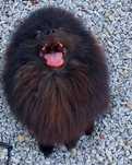 Spitz Alemão anão