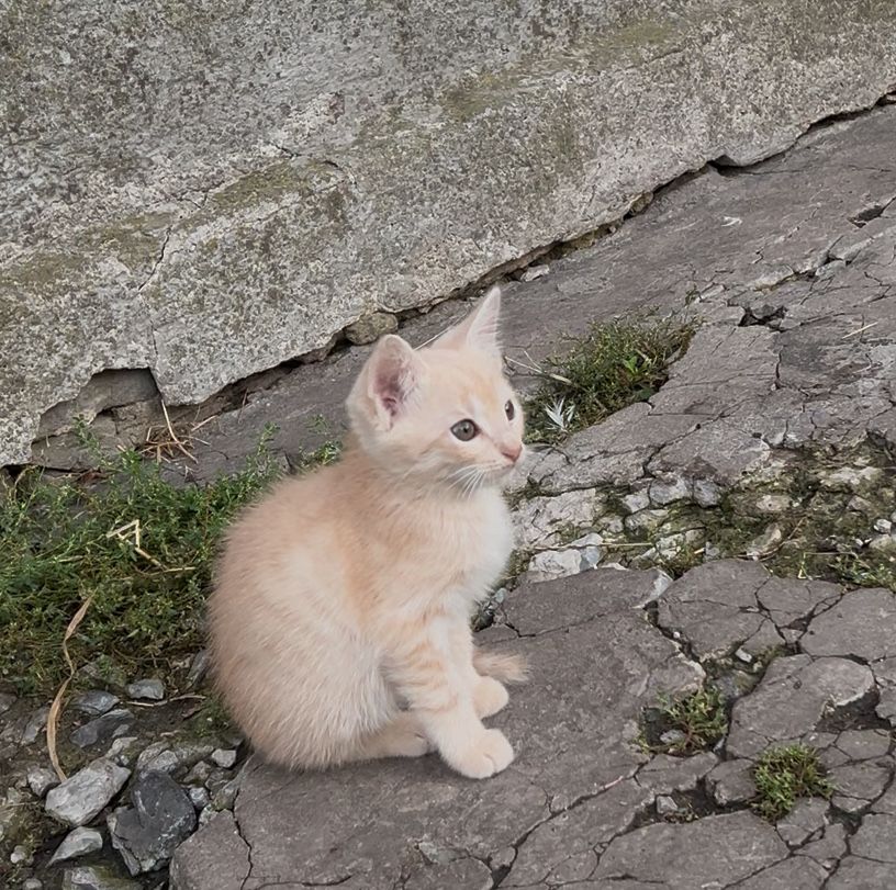 Кіт котик котеня
