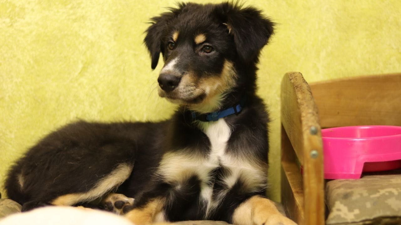 Шукаємо люблячий дім для чудового цуценяти